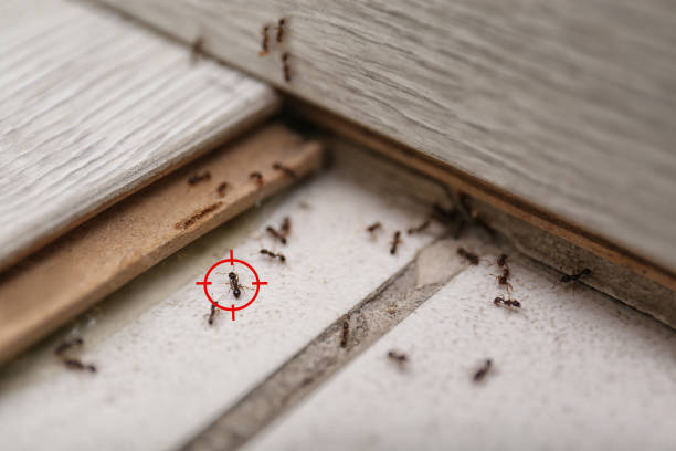 Pest Control for Restaurants in Sun City, AZ