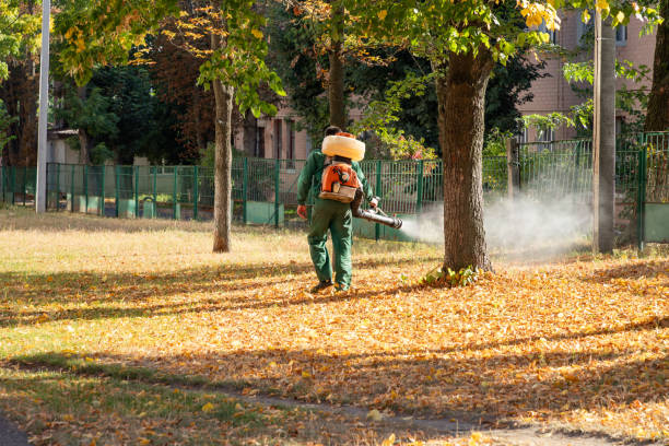 Best Termite Control Services  in Sun City, AZ