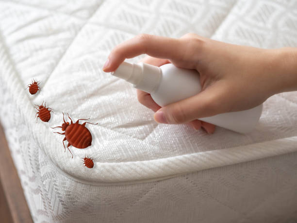 Trusted Sun City, AZ Pest Control Experts