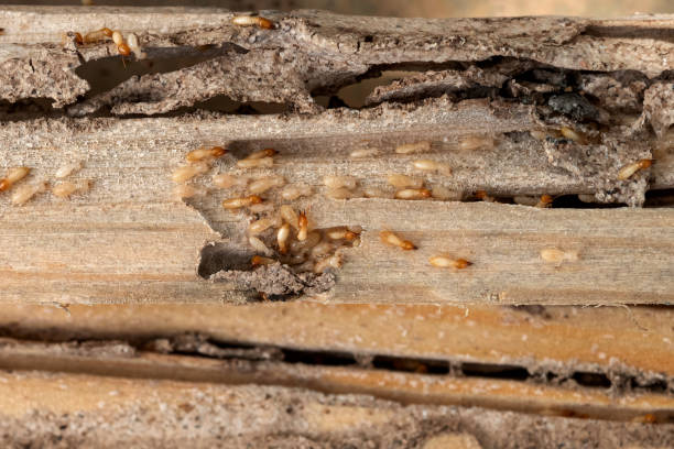 Best Cockroach Control Services  in Sun City, AZ