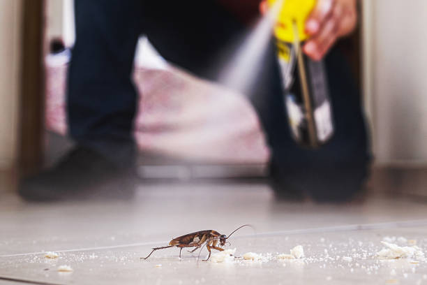 Best Mosquito Control Services  in Sun City, AZ